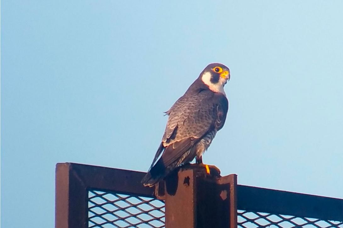 Un falcó al Port de Barcelona. 