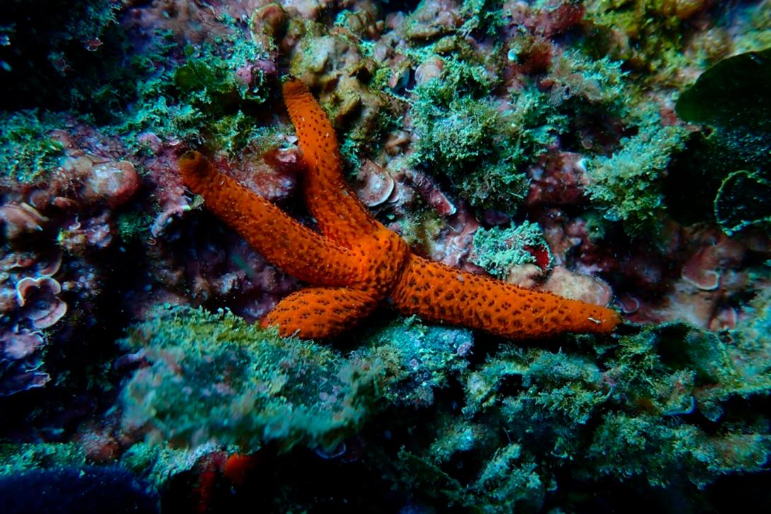 Ejemplo de biodiversidad en las LBU del Port de Barcelona.